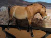 cheval de Przewalski. Restitution MNHN. Photo Thierry Koltes