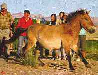cheval de Przewalski. Photo R. Fasseur et C. Domens