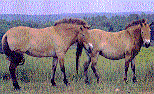 chevaux de Przewalski. Photo d'après Pour La Science, avril 2004