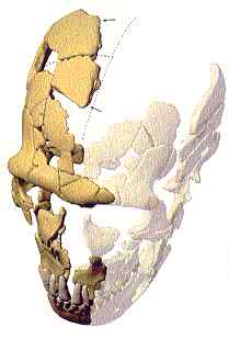 (c) by Zollikofer et al. PNAS